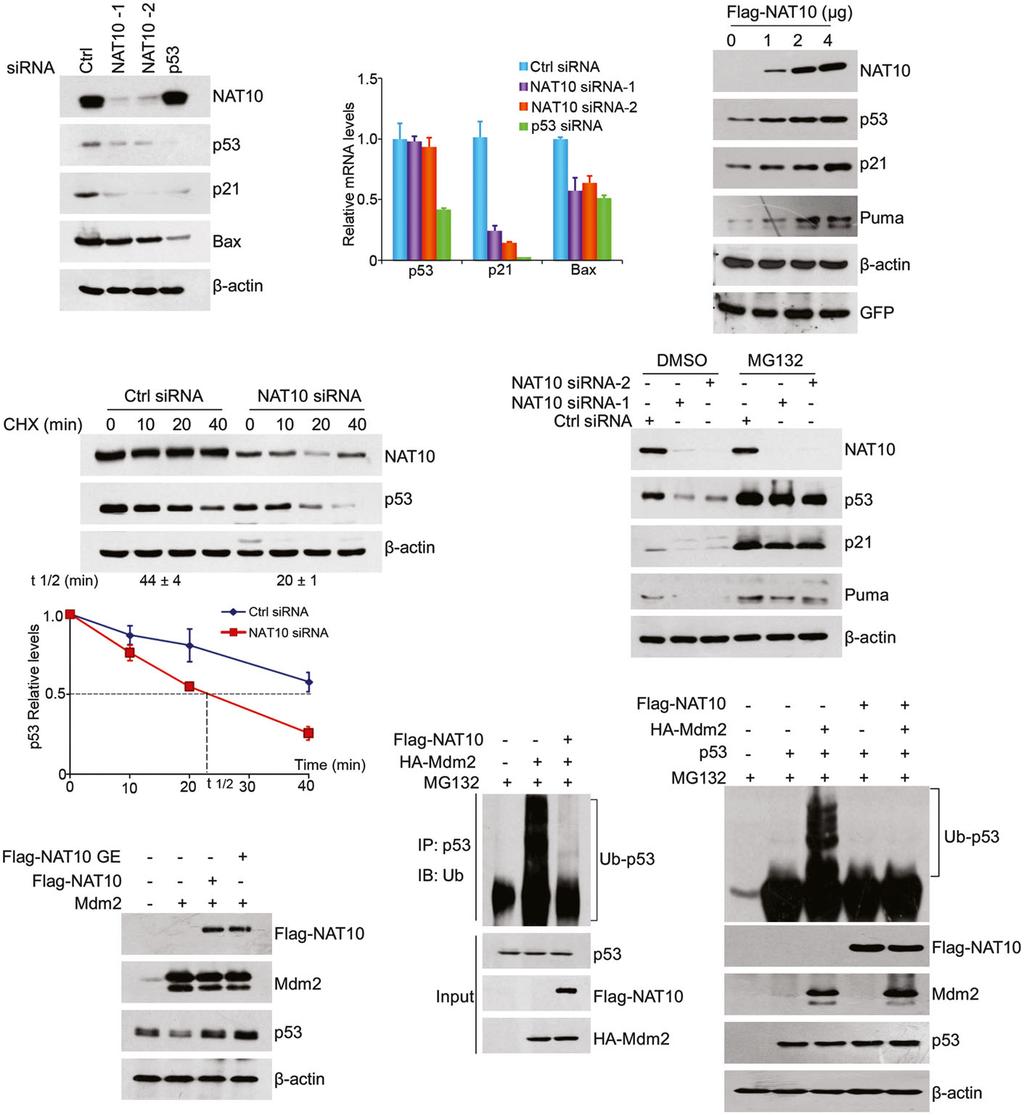 NAT10 regulates p53 activation Xiaofeng Liu et al rather than stimulating the auto-ubiquitination of Mdm2.