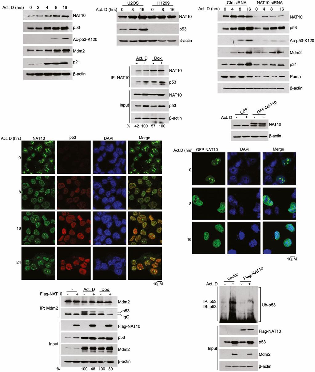 Xiaofeng Liu et al NAT10 regulates p53 activation A B C D F E G I H Figure 5. actinomycin D, etoposide, and doxorubicin in U2OS cells (Figs 5A and EV4A).