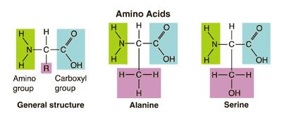 Amino Acids There are more than 20 different amino acids.
