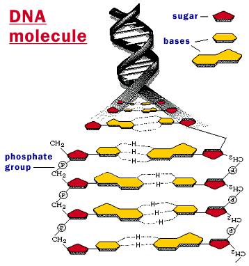 Nucleic Acids Function: Store genetic information Transmit genetic information Two Kinds of Nucleic Acids: 1.