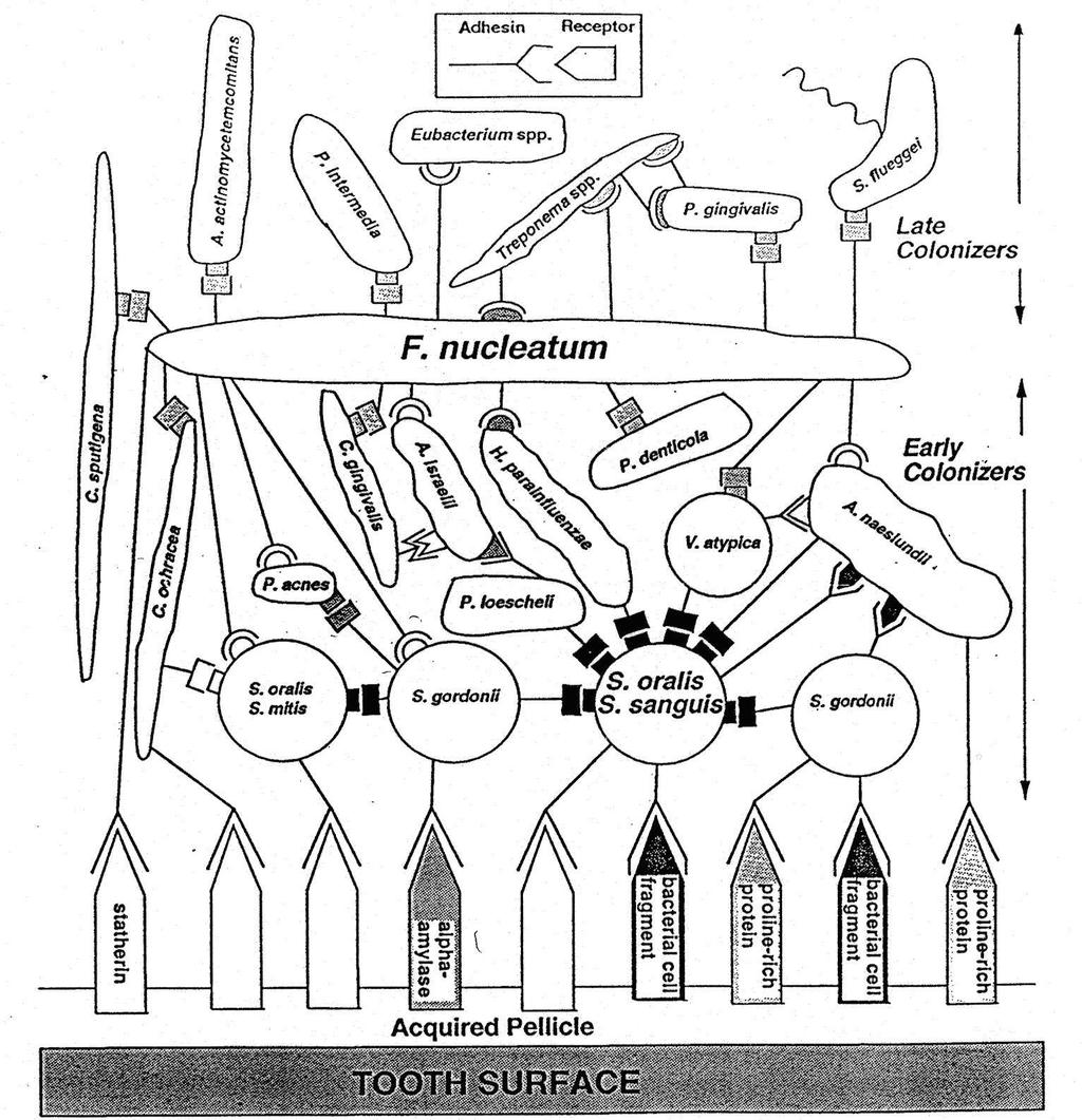 Figure 1.3. Diagrammatic representative of coaggregation interactions involved in dental plaque formation (Kolenbrander & London, 1993).