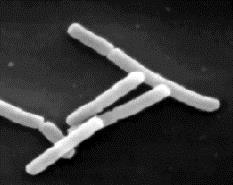 coli Nissle 1917) Enterococcus species Yeasts (S. boulardii) L.
