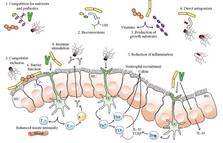 Mechanisms of action of probiotics Paul W. O'Toole and Jakki C.