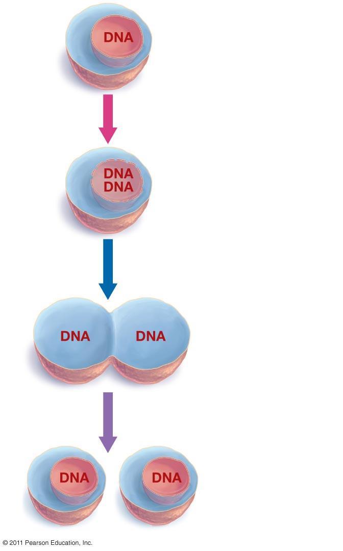 How Do Chromosomes Get Copied?