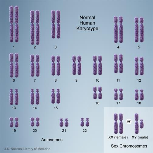 Genetics and Cell Division: An introduction to Genetics Chromosomes break up huge lengths of DNA into shorter more manageable lengths