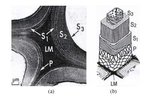 Origin and Sources Plant/wood cell: LM: intercellular space P: Primary wall (lignins, pectins, hemicelluloses, little cellulose) S1 S2 Secondary wall (mainly cellulose + pectins, hemicelluloses,