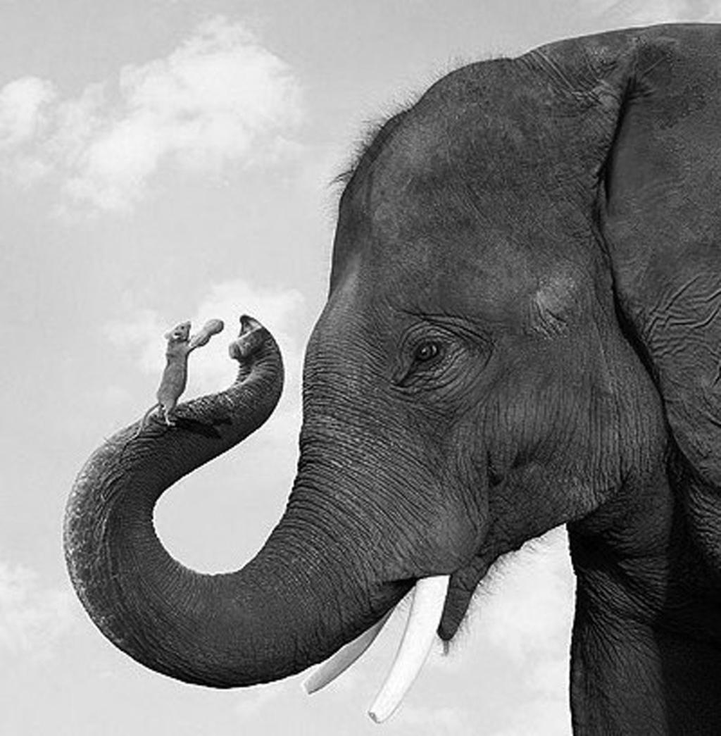 In African elephants this period is 660 days (1 year 9 months 20 days), while in a mouse it is only 21 days.
