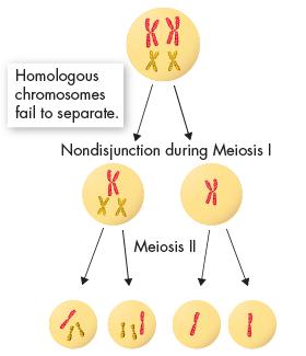 Chromosomal Disorders The most common error in meiosis occurs when homologous chromosomes fail to separate. This mistake is known as nondisjunction, which means not coming apart.