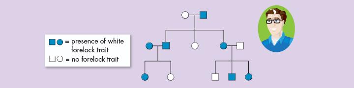 Human Pedigrees To analyze the pattern of inheritance followed by a particular trait, you can use a chart, called a pedigree, which shows the relationships between parents, siblings, and offspring