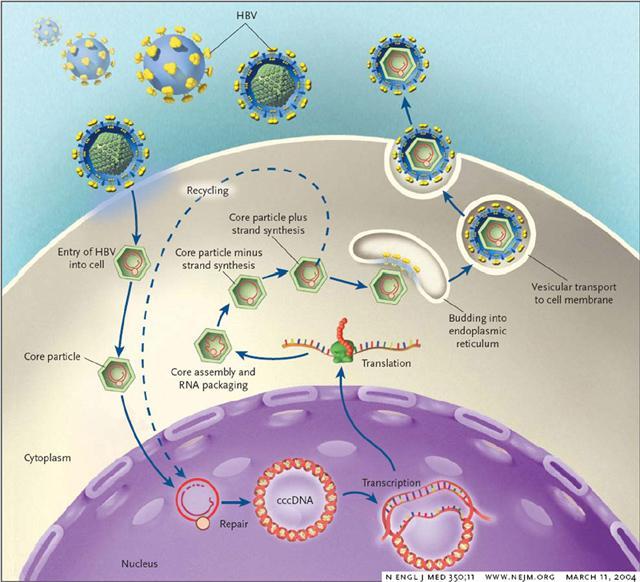 HBV Life Cycle (Ganem &