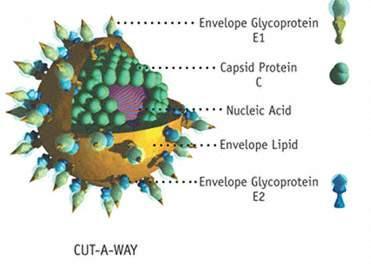 Hepatitis C Virus 55-65