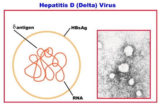 CDC website: http://www.cdc.gov/ncidod/diseases/hepatitis/slideset/hep_d/slide_1.