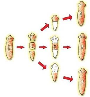 In yeast, bud formation is very fast thus in short time a chain of yeast cells is produced. After some time all the yeast cells of the chain separate from one another and form individual yeast plants.