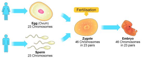 This process of two fusions of gametes taking place in embryo sac together is called double fertilization.