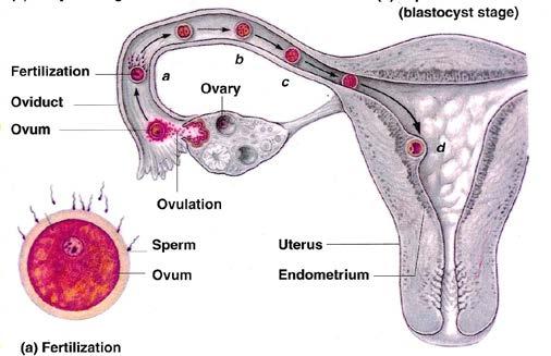 The fertilization of egg by a sperm takes place in fallopian tubes. fertilization. Thus fertilization of the ovum takes place in the fallopian tube. 4.