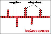 : Some antigens, such as polysaccharides, usually have many epitopes, but all of the same specificity.