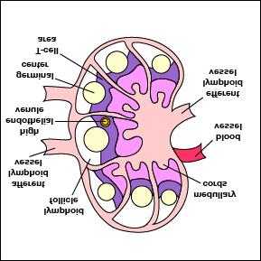: Antigens enter lymph nodes through afferent lymphoid vessels.