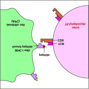 : Antigen-presenting dendritic cells produce both MHC-I and MHC-II molecules.