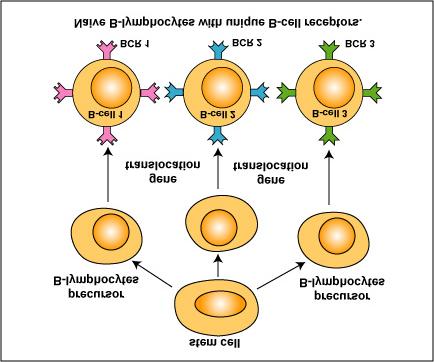 selection (see Fig. 2). Fig. 1: Clonal Selection, Step-1 During its development, each B-lymphocyte becomes genetically programmed, through a process called gene translocation, to make a unique B-cell receptor.