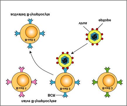 A B-lymphocyte with an appropriately fitting B-cell receptor can now react with epitopes of an antigen having a corresponding shape. This activates the B-lymphocyte.