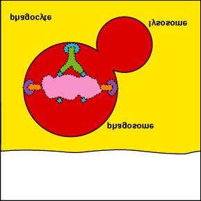 Once attached to the phagocyte by way of IgG and/or C3b, the microbe can be engulfed more efficiently and placed in a phagosome. Fig.