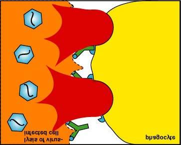 The phagocytes now destroy the cell by discharging their lysosomal contents. Flash animation of opsonization and extracellular destruction.