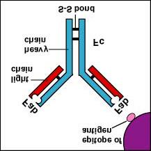 Fig. 12: Structure of the Antibody IgG The Fab portion of the antibody has specificity for binding an epitope of an antigen. The Fc portion directs the biological activity of the antibody.