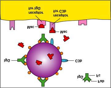 The stalk of the antibody is called the Fc portion and is able to bind to Fc receptors on phagocytes.