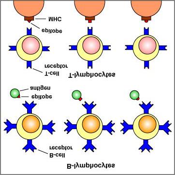 : B-lymphocytes have B-cell receptors that recognize epitopes directly on antigens.