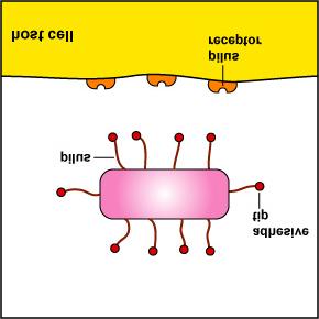 9. Promoting an Inflammatory Response In this section we will look at preventing bacterial adherence to host cells.