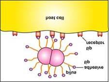 Some bacteria can produce immunoglobulin proteases which can degrade the protective IgA found in mucus.