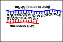 When an antisense RNA (microrna or mirna) that is complementary to a mrna coding for a particular protein or enzyme binds to the mrna by complementary base pairing, that mrna cannot be translated and