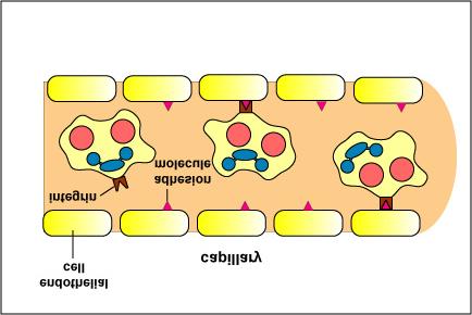 Fig. 1: Diapedesis During Inflammation Integrins on the surface of the leukocyte bind to adhesion molecules on the inner surface of the vascular endothelial cells.