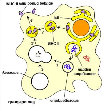 : by a Dendritic Cell Through Autophagy Endogenous antigens can be cross-presented to MHC-II molecules by certain dendritic cells through a cellular process called autophagy. 1.
