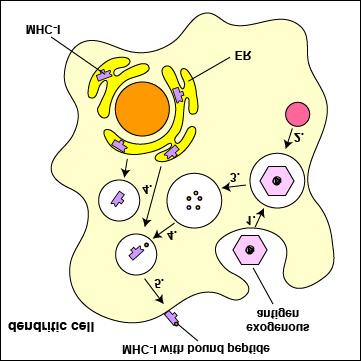 : Phagolysosome to Vesicles Containing MHC-I Molecules Exogenous antigens can be cross-presented to MHC-I molecules by certain dendritic cells.