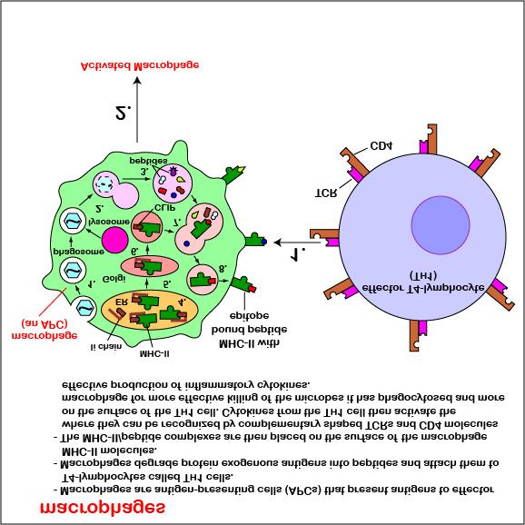 : Concept Map for Antigen-Presenting Cells (APCs) c. B-lymphocytes Like all lymphocytes, B-lymphocytes circulate back and forth between the blood and the lymphoid system of the body.
