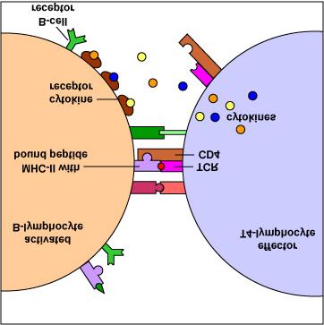 : Exogenous antigens are those from outside cells of the body. Examples include bacteria, free viruses, yeasts, protozoa, and toxins.