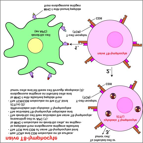 : For more information: Review of MHC molecules For more information: Review of antigenpresenting cells For more information: Preview of cytotoxic T-