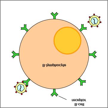 : Epitopes of the virus bind to a B-lymphocyte by way of a specific B-cell receptor. Flash animation of epitopes reacting with specific B-cell receptors on B- lymphocytes.