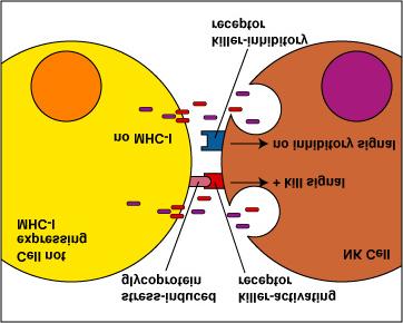: NK cells use a dual receptor system in determining whether to kill or not kill human cells.