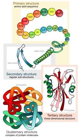 structure of proteins: