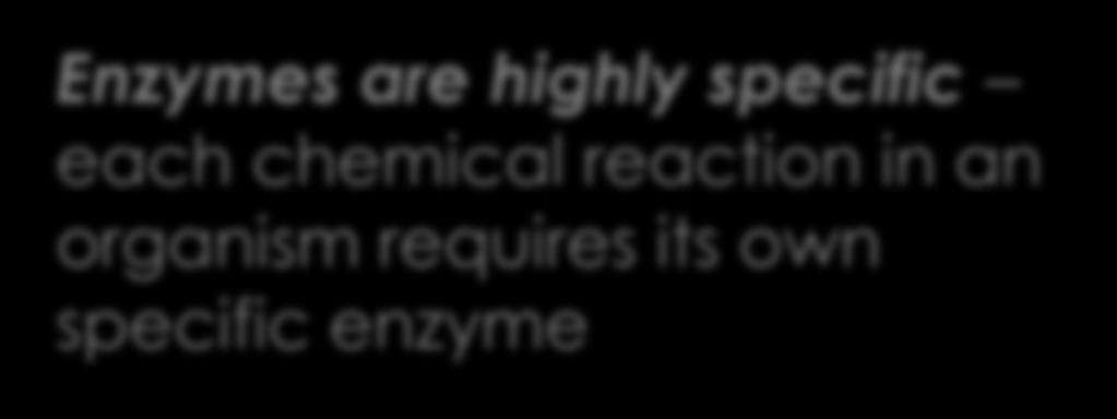 Enzymes are highly specific each chemical