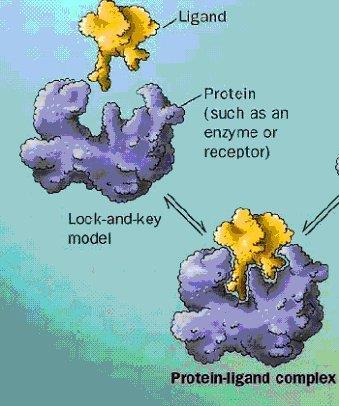 specific enzyme an enzyme and substrate