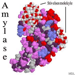 enzymes are named