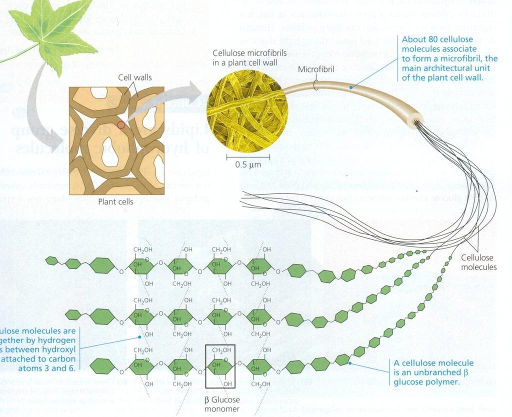 Carbohydrates are used in plants as CELLULOSE.