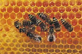 animals(honeybee wax, cuticules of
