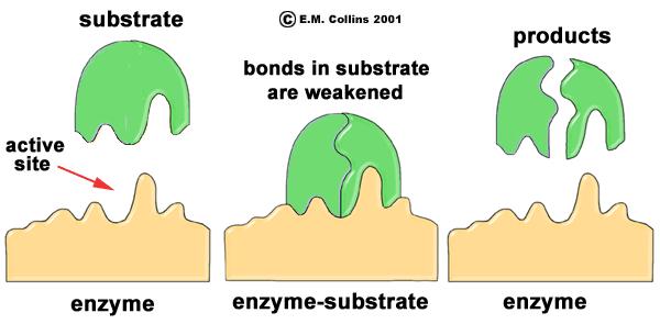 Substrate - each chemical that is worked on by an