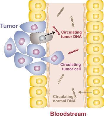 Cell Free DNA cfdna / ctdna Circulating Tumour Cells cfdna cell free DNA CTC circulating tumour cells Circulating
