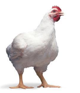 OliVchicken: The Method Ross 308 of Aviagen broilers are used. The two first periods (1st-27th day) of their rearing, an 100% vegetable-feed is used, which is produced in our feed mill.