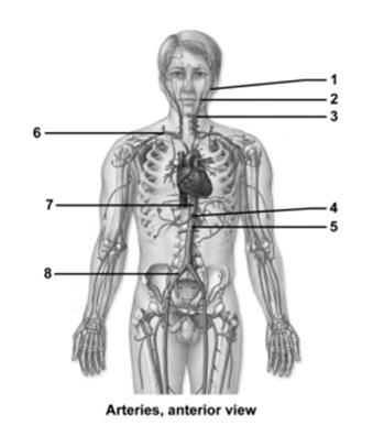 37. In the figure showing an anterior view of the veins, which number indicates the left subclavian vein? A. 1 B. 2 C. 5 D. 6 E. 7 38.